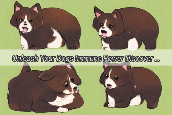 Unleash Your Dogs Immune Power Discover the ViralBeating Foods for Your Furry Friend